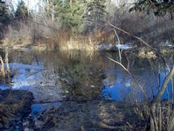 a little pond in the bush in fernie bc canada by Shawn Dyck 
